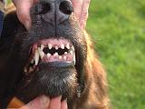 DENTITION 042